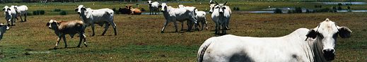 Cattle in Serpentine Lagoon