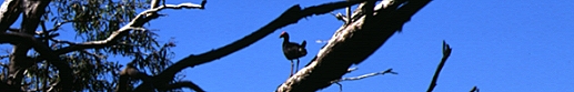 Melaleuca with swamp hen in Horseshoe Bay