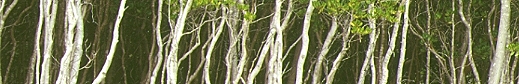 Eroded coastal forest at Cungulla