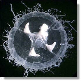 Freshwater Jellyfish (Craspedacusta sowerbii)