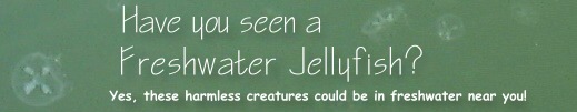 Have you seen the Freshwater jellyfish? yes, these harmless creatures could be in freshwater near you!