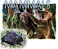 Explore NAD Mammals
