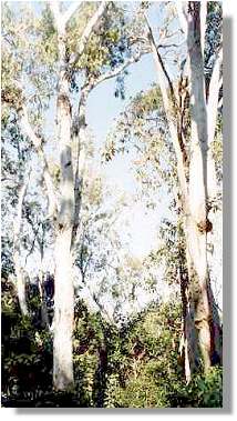 Eucalyptus tessellaris