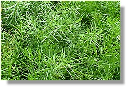 Asparagus Fern