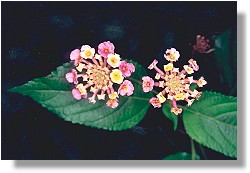 Lantana 